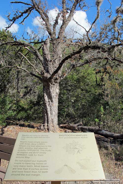 Lost Maples Texas