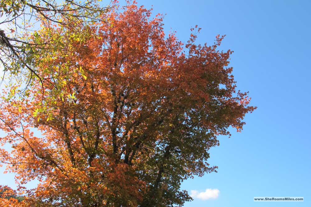 Lost Maples Texas