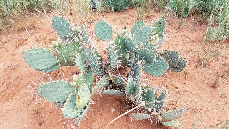 Caprock Canyon Cactus