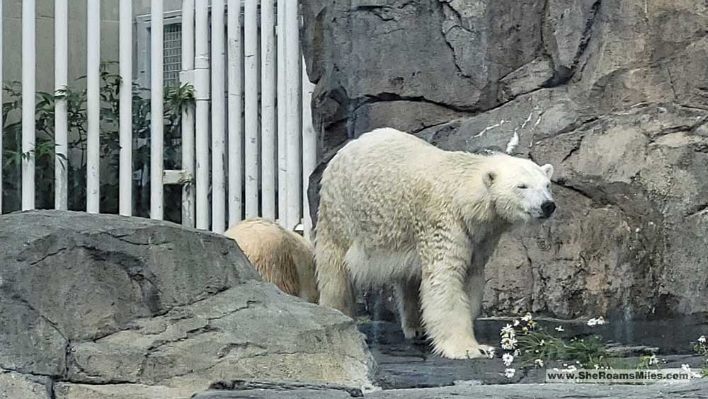 Alaska Zoo Polar Bear