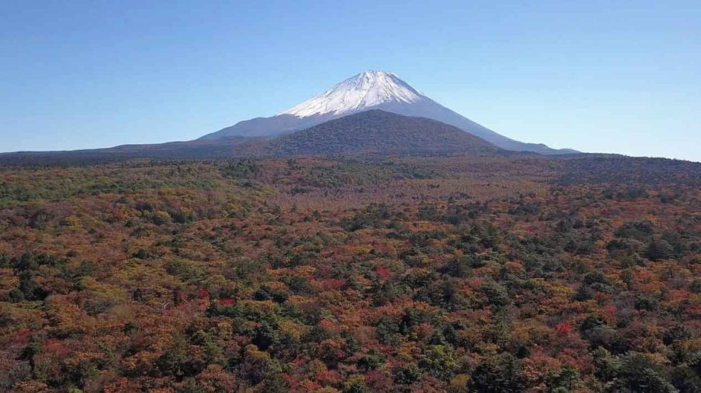 Aokigahara Forest